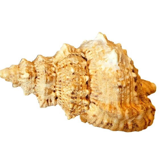 Large Frog Conch Seashell Tutufa Bubo Natural Vintage Shell JH1356 - Picture 6 of 6